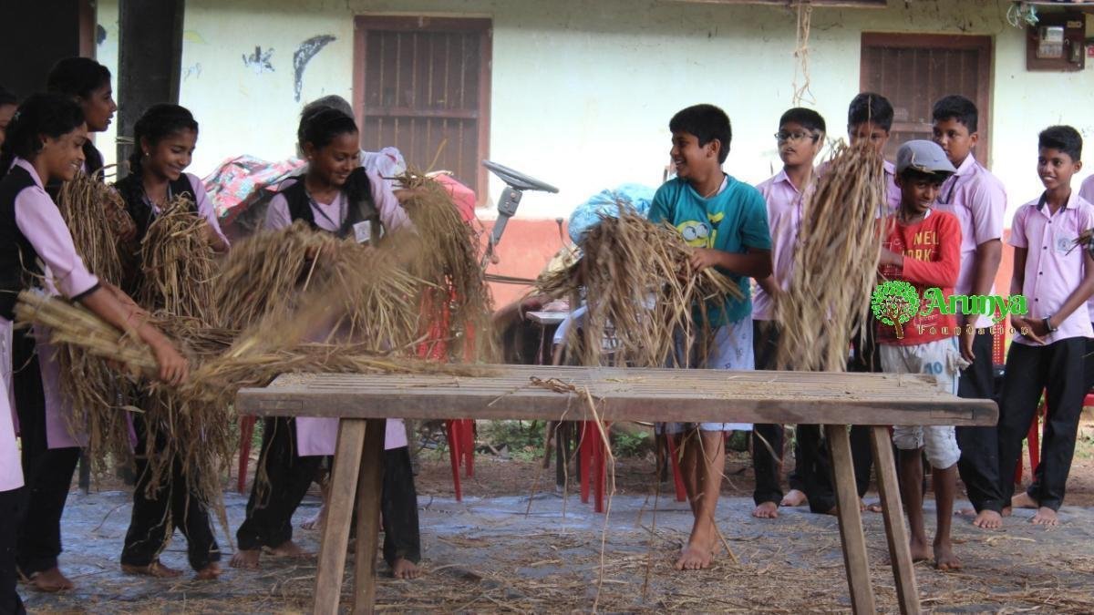 Students threshing paddy sheaves by hand